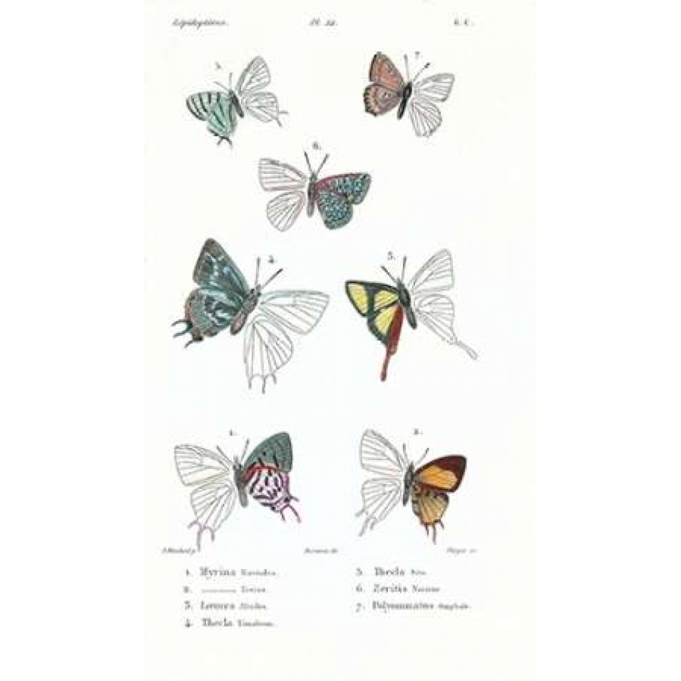 Buterflies Plate 22 Poster Print by Emile Blanchard-VARPDXEB22 Image 1