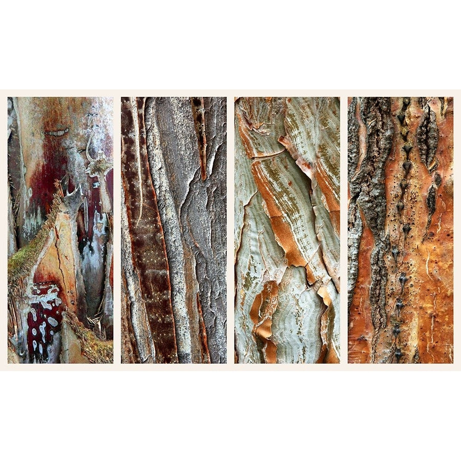 Palm Bark I Poster Print - Jessica Jenney-VARPDXEJ008A Image 1