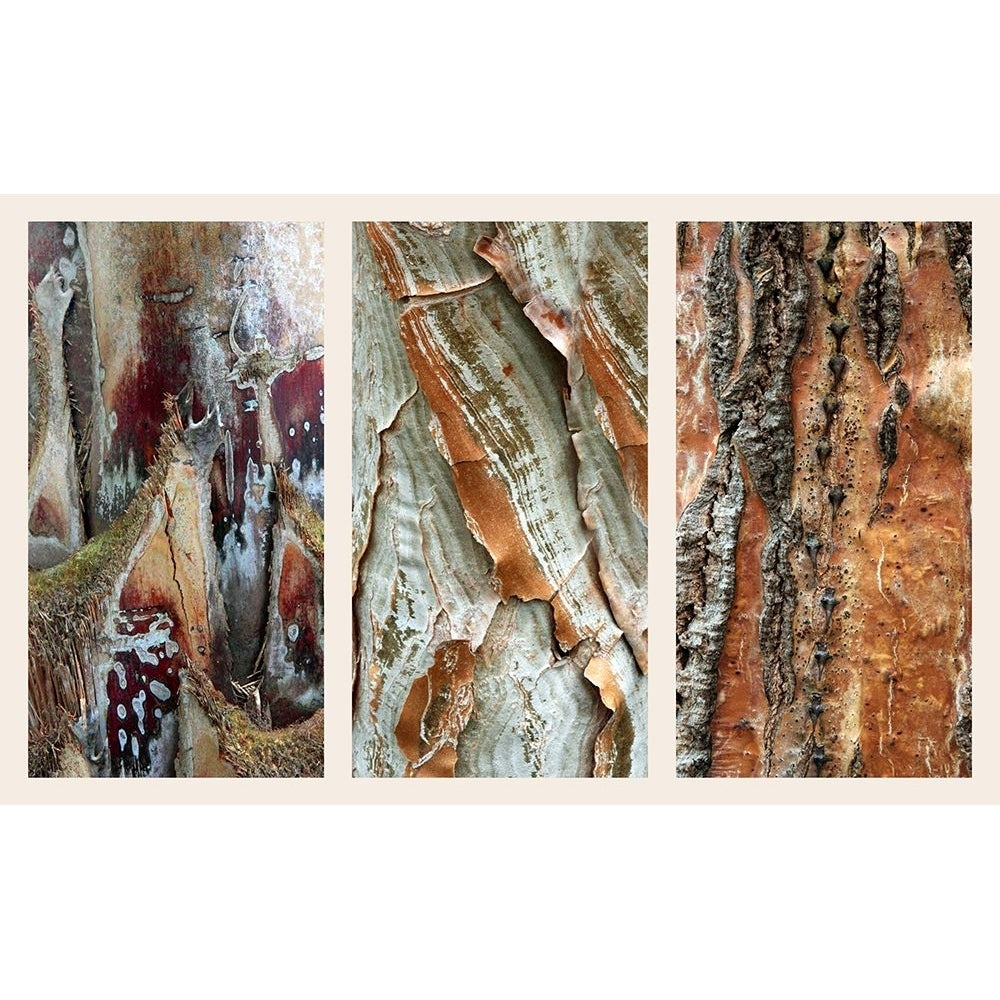 Palm Bark II Poster Print - Jessica Jenney-VARPDXEJ009A Image 1