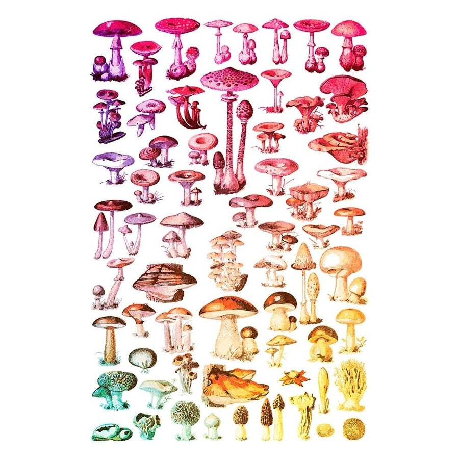 Rainbow Forest Mushrooms Poster Print - Sarah Leonard-VARPDXET121A Image 1