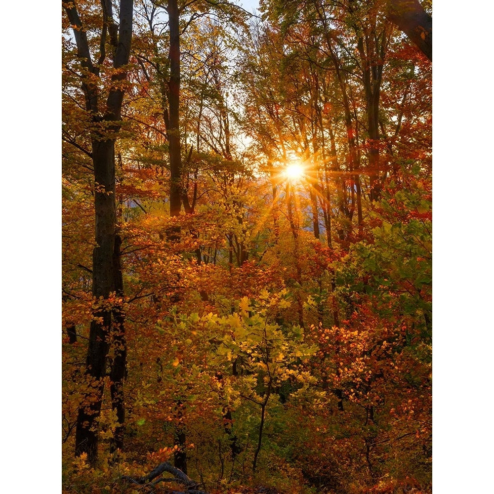 Autumn in the forest of the Koszeg mountains-Geschriebenstein- Hungary Poster Print - Martin Zwick-VARPDXEU13MZW0817 Image 1