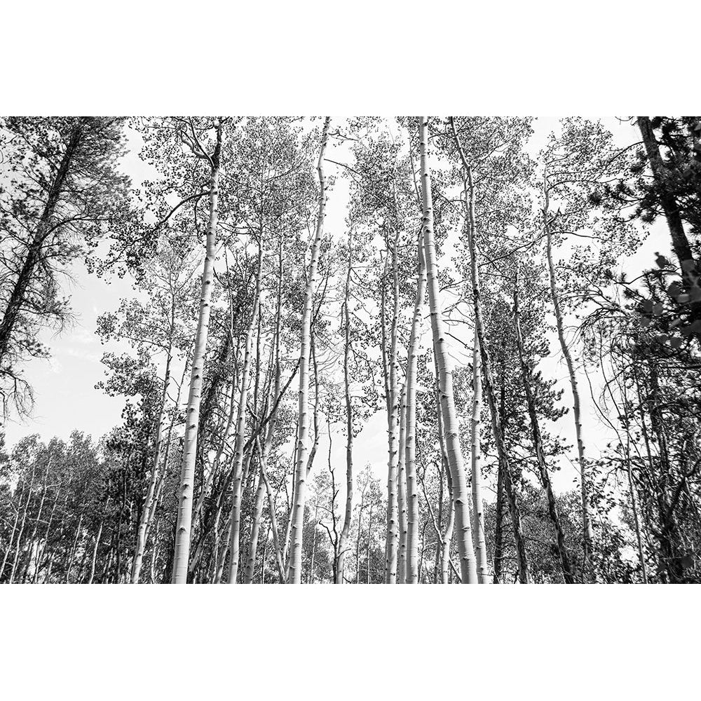 Aspen BW 1 by Elizabeth Urquhart-VARPDXEURC020A Image 1