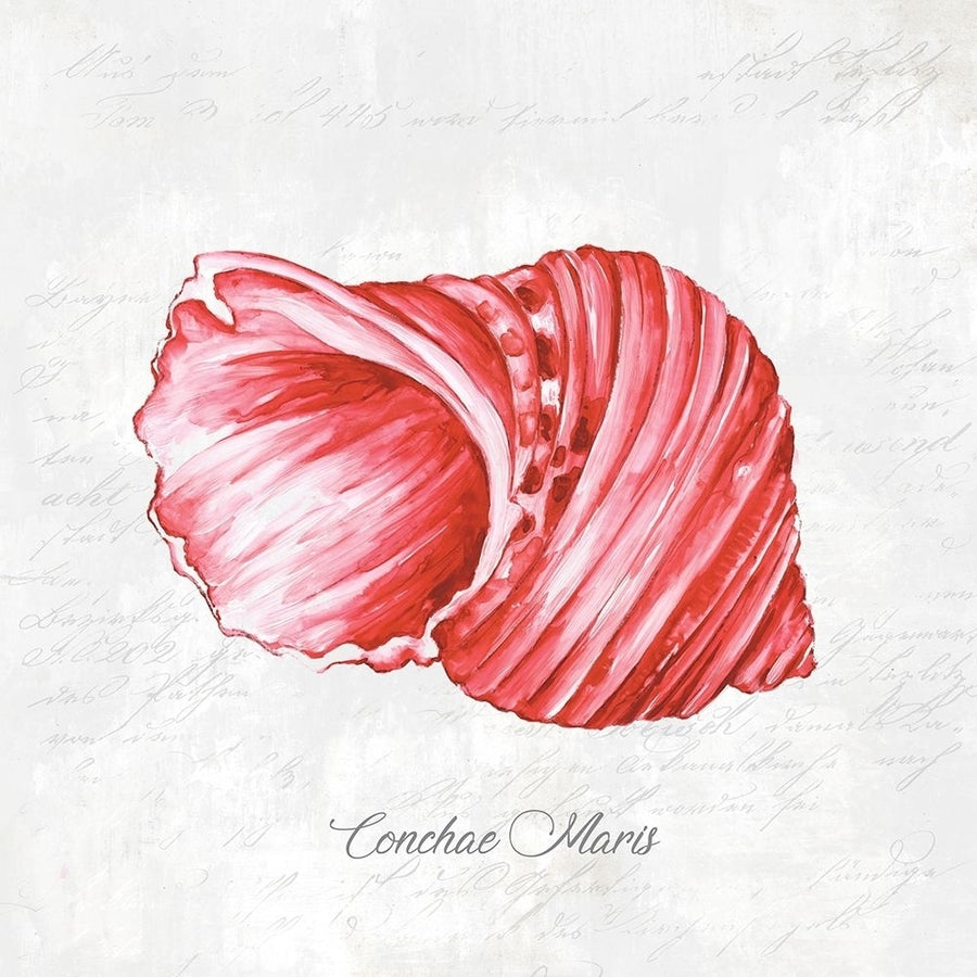 Red Seashell Poster Print by Eva Watts-VARPDXEW136A Image 1