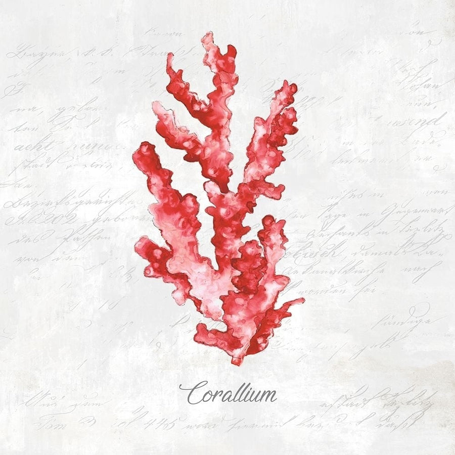 Red Sea Coral Poster Print by Eva Watts-VARPDXEW135A Image 1