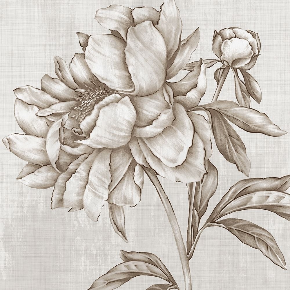 Glorious Peony II Poster Print by Eva Watts-VARPDXEW157A Image 1