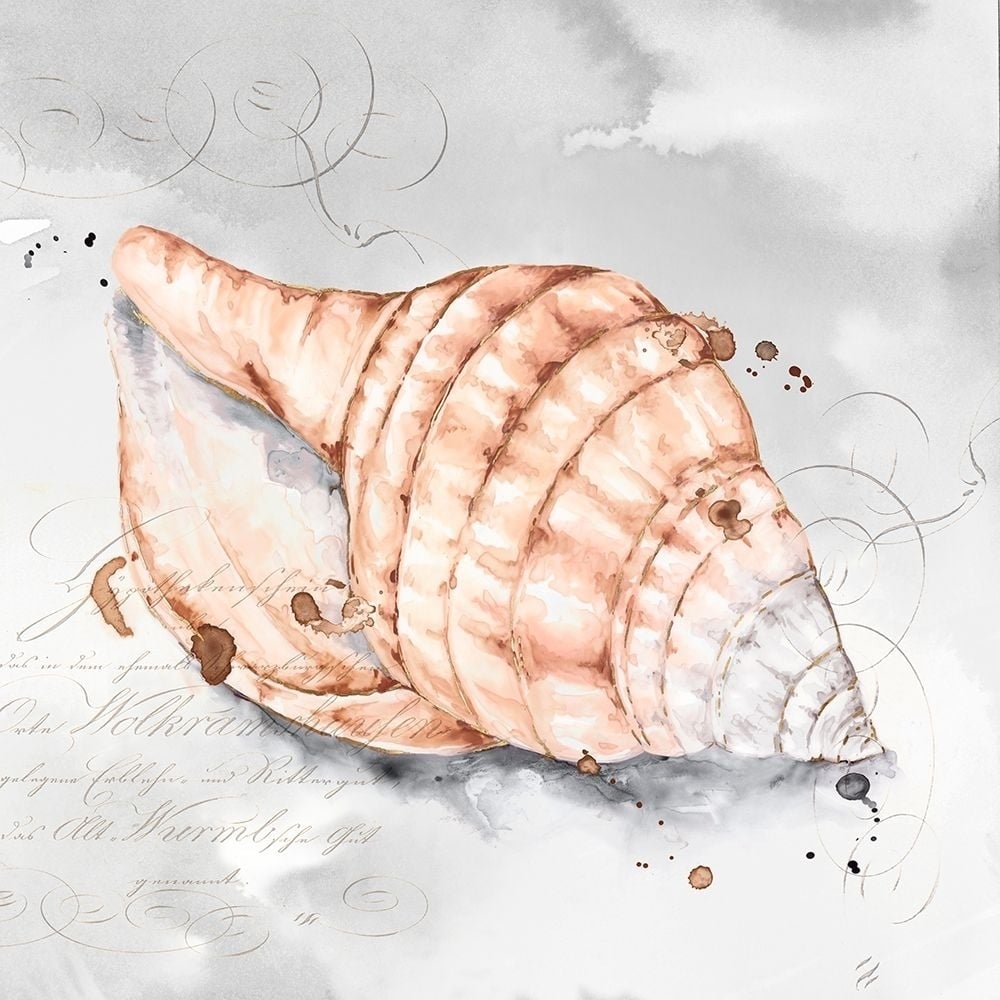 Blush Shell I Poster Print by Eva Watts-VARPDXEW204A Image 1