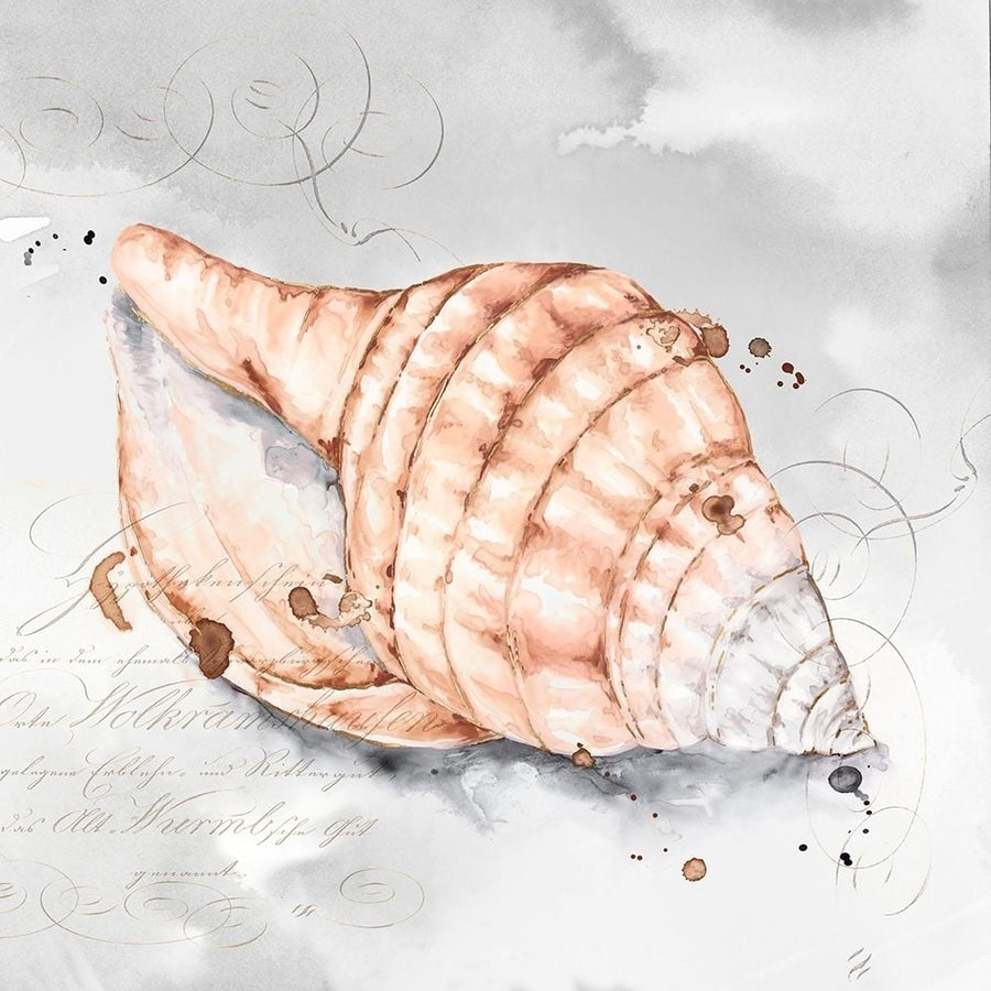 Blush Shell I Poster Print by Eva Watts-VARPDXEW204A Image 1