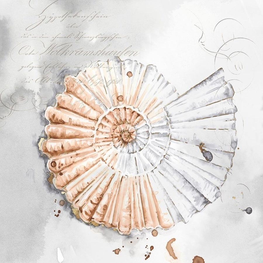 Blush Shell II Poster Print by Eva Watts-VARPDXEW205A Image 1