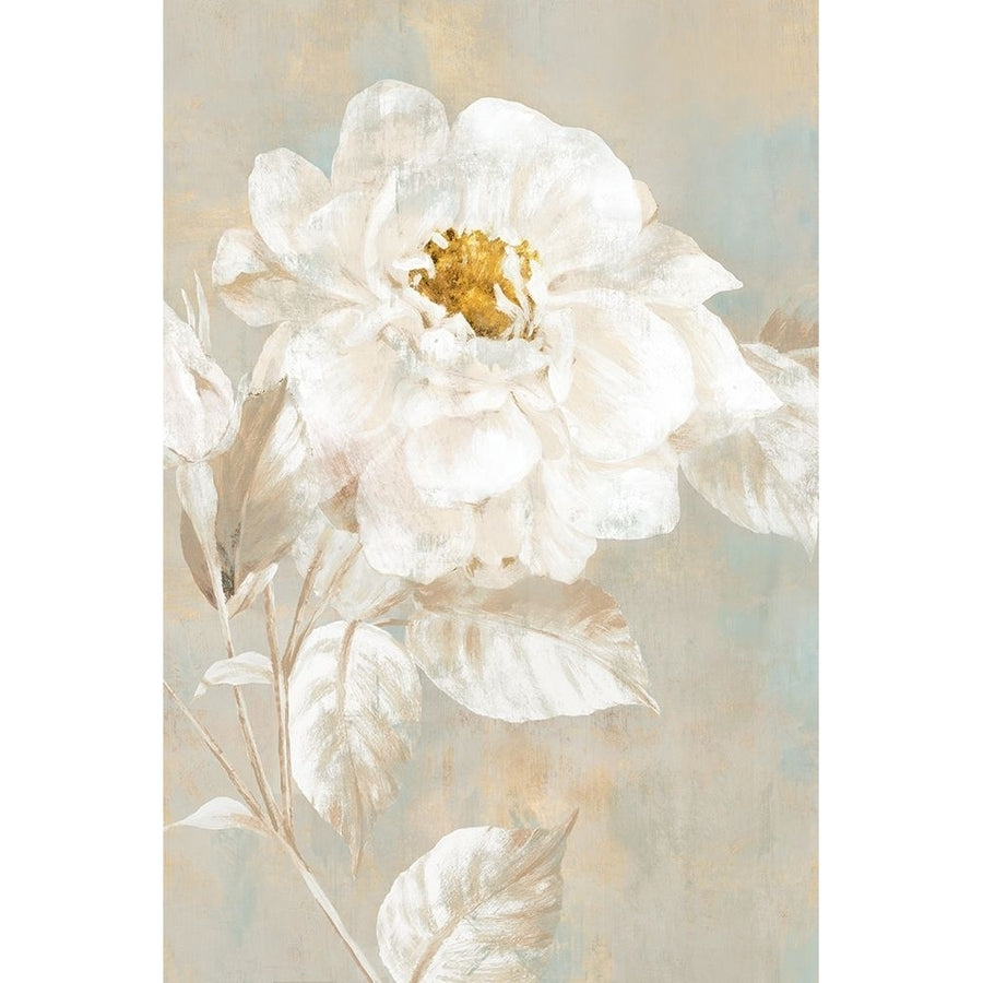 White Rose I Poster Print by Eva Watts-VARPDXEW212A Image 1