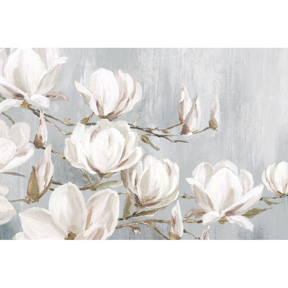 White Magnolia Poster Print by Eva Watts-VARPDXEW402A Image 1