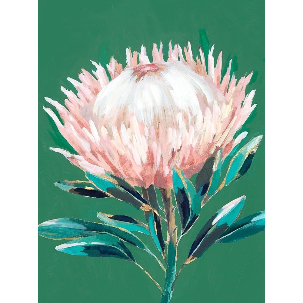 Single King Protea Poster Print by Isabelle Z Isabelle Z-VARPDXEZ449A Image 1