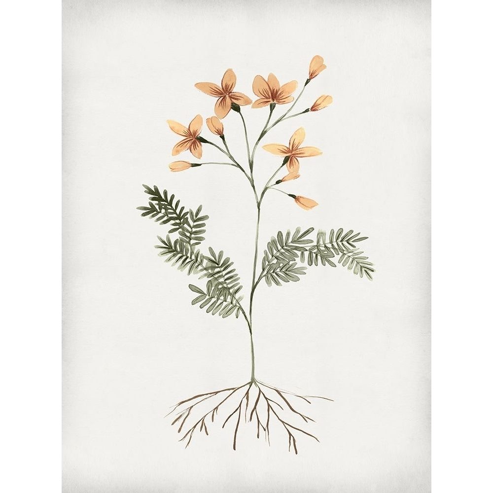 Rooted Floral II Poster Print - Isabelle Z-VARPDXEZ994A Image 1