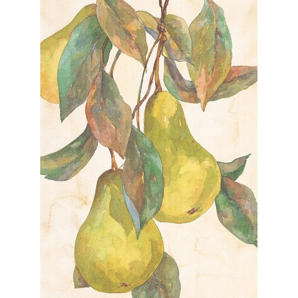 Hanging Pears Poster Print by Unknown Unknown-VARPDXF101260 Image 1