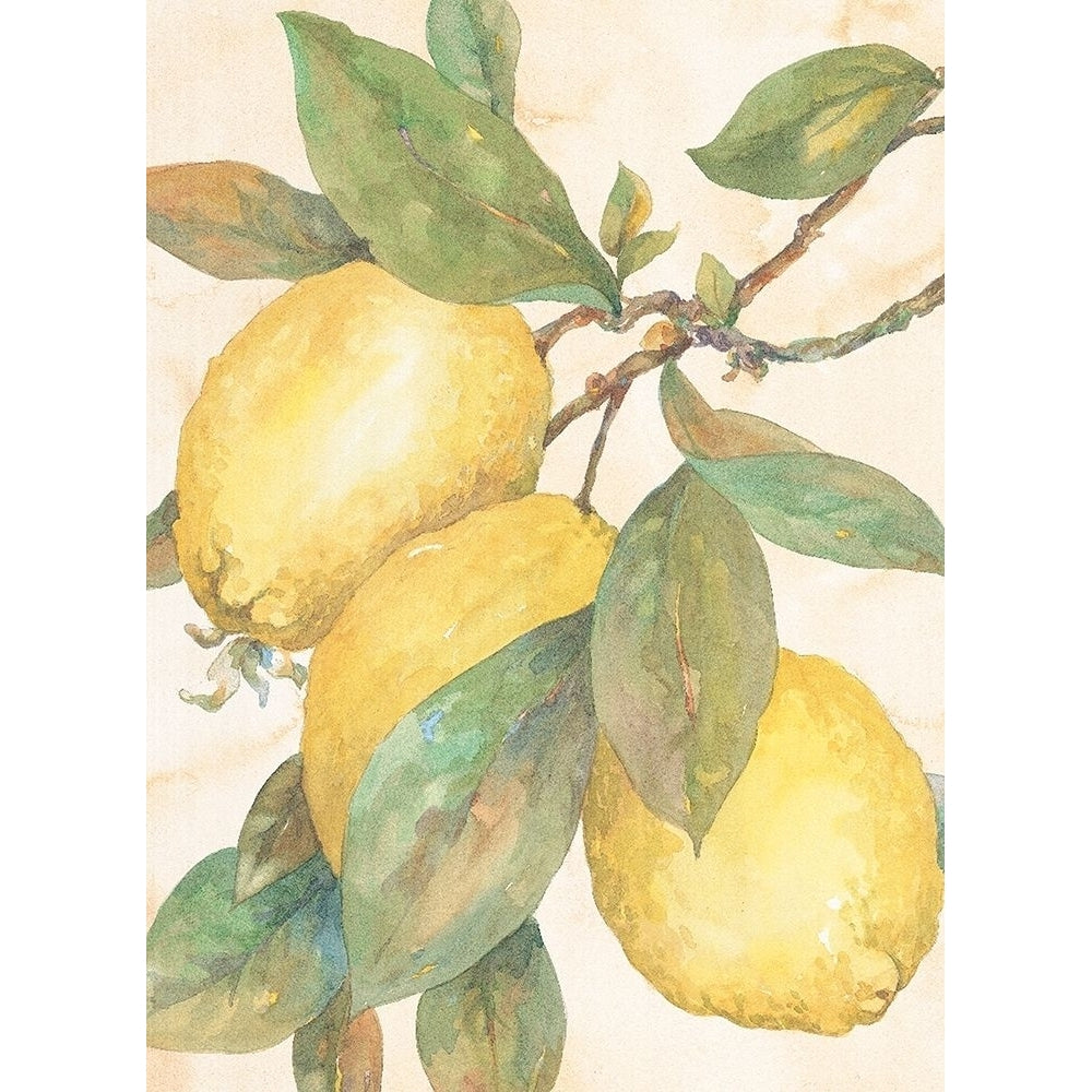 Hanging Lemons Poster Print by Unknown Unknown-VARPDXF101258 Image 1