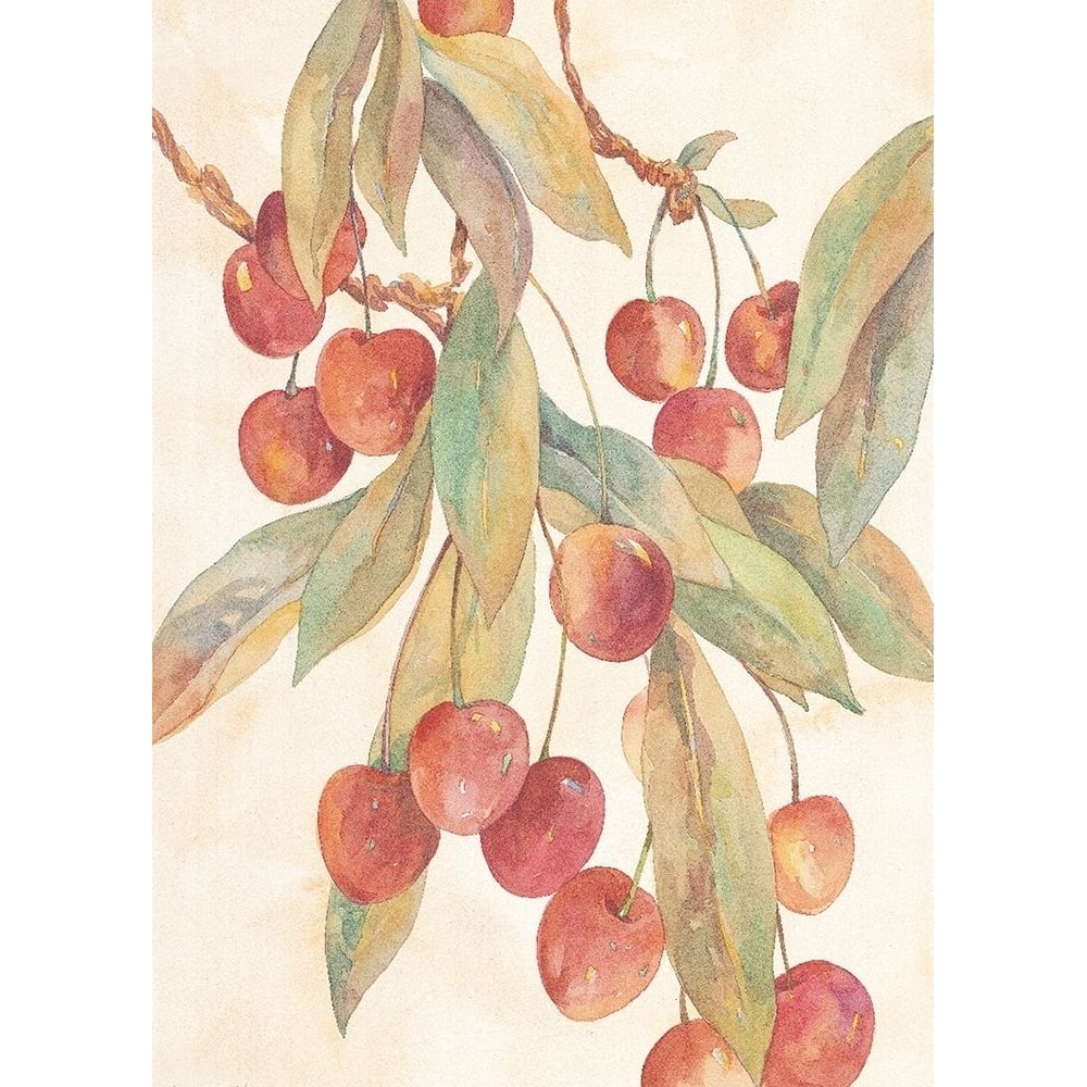 Hanging Cherries Poster Print by Unknown Unknown-VARPDXF101262 Image 1