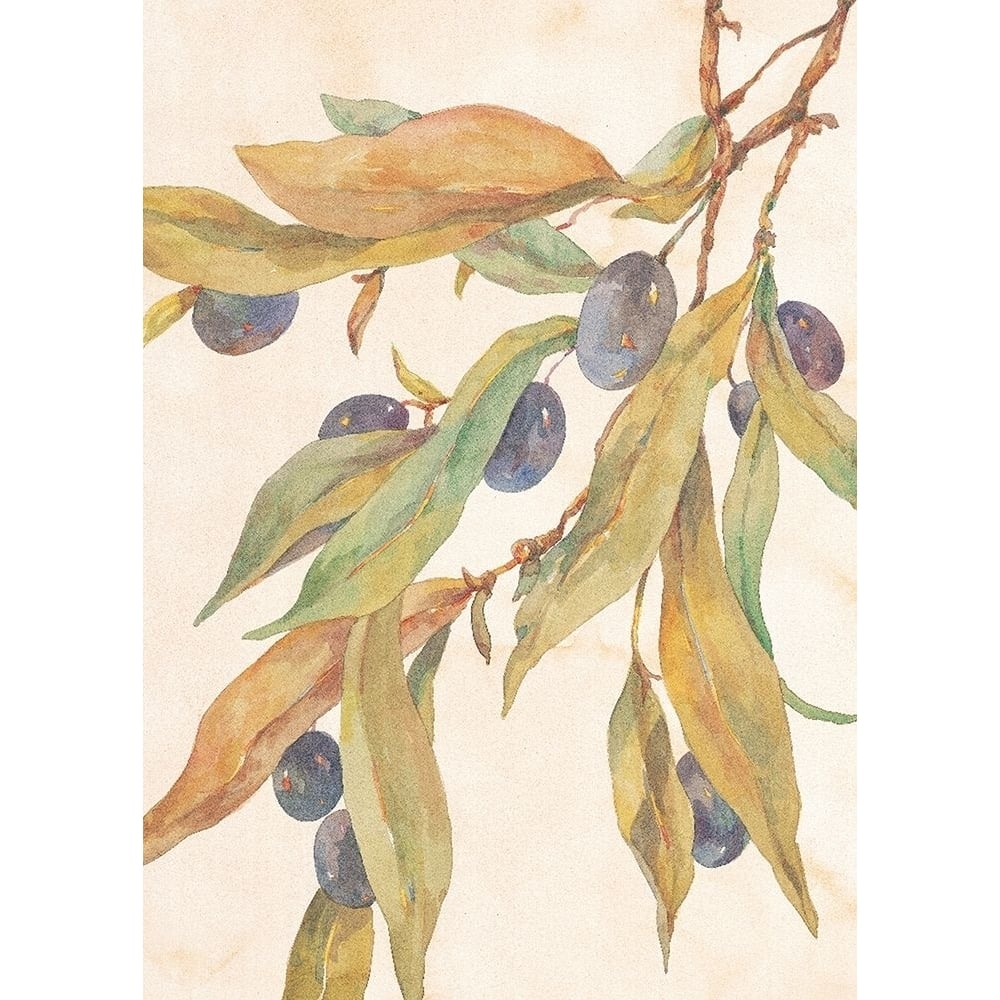 Hanging Olives Poster Print by Unknown Unknown-VARPDXF101263 Image 1