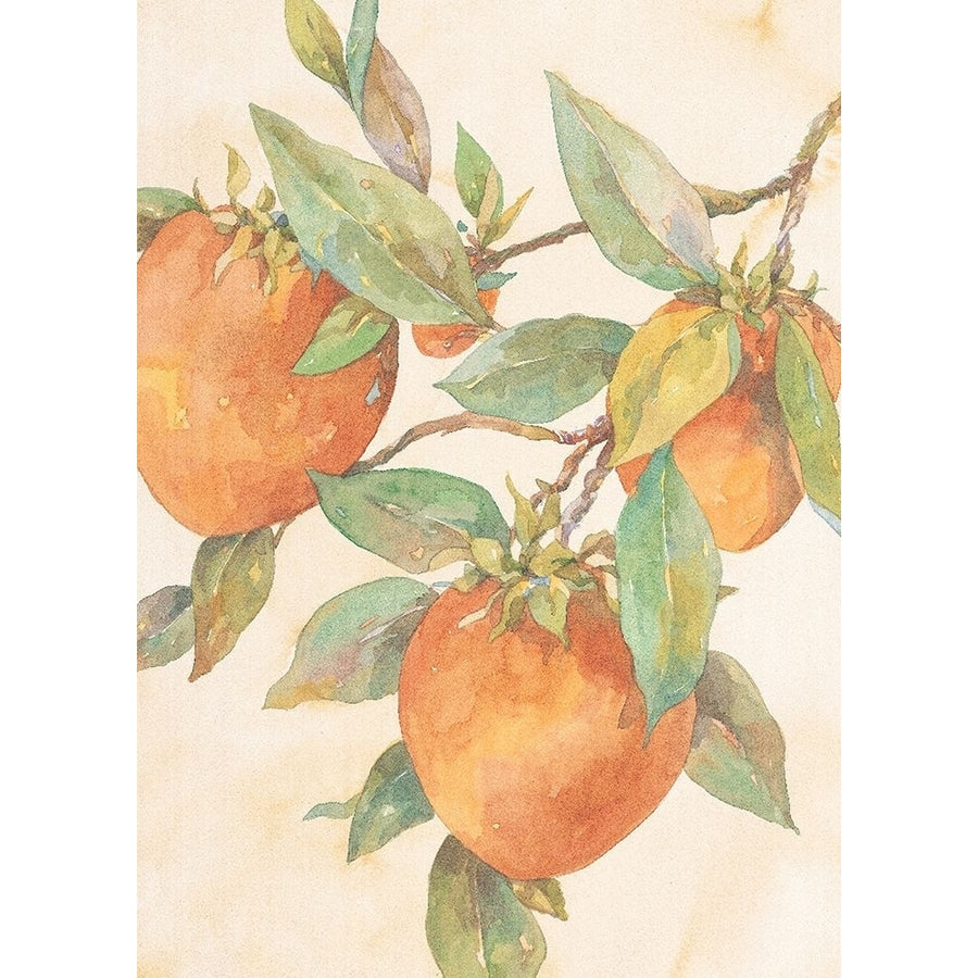 Hanging Peaches Poster Print by Unknown Unknown-VARPDXF101261 Image 1