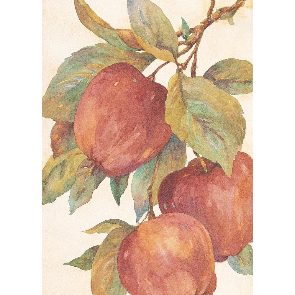 Hanging Apples Poster Print by Unknown Unknown-VARPDXF101264 Image 1