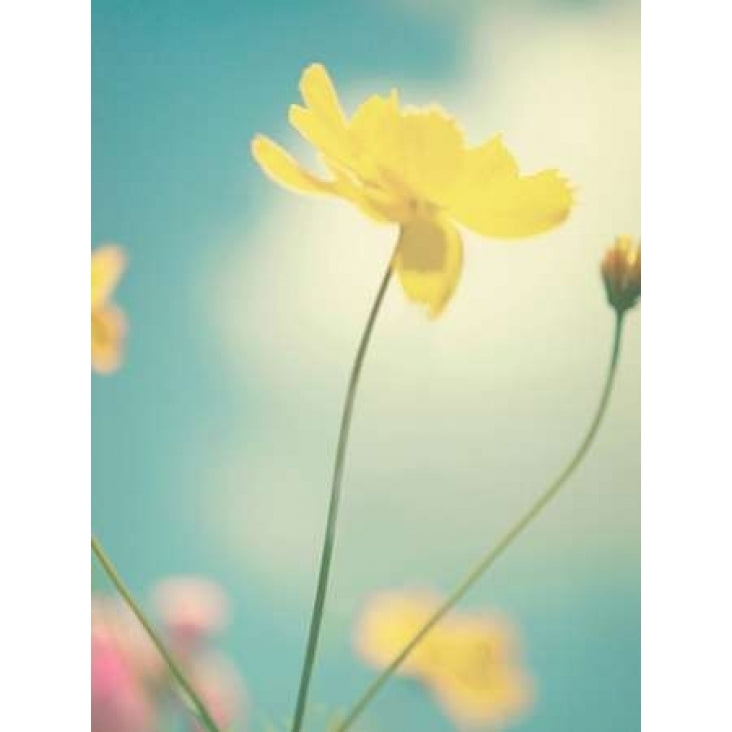 Summer Breeze Poster Print by Kim Fearheiley-VARPDXF394D Image 1