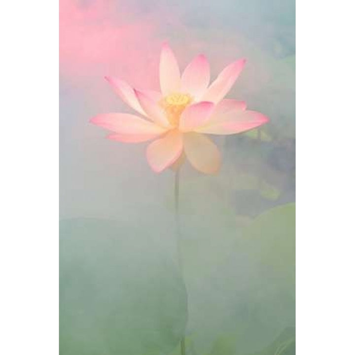 Pink Passion Poster Print by Bahman Farzad-VARPDXF473D Image 1