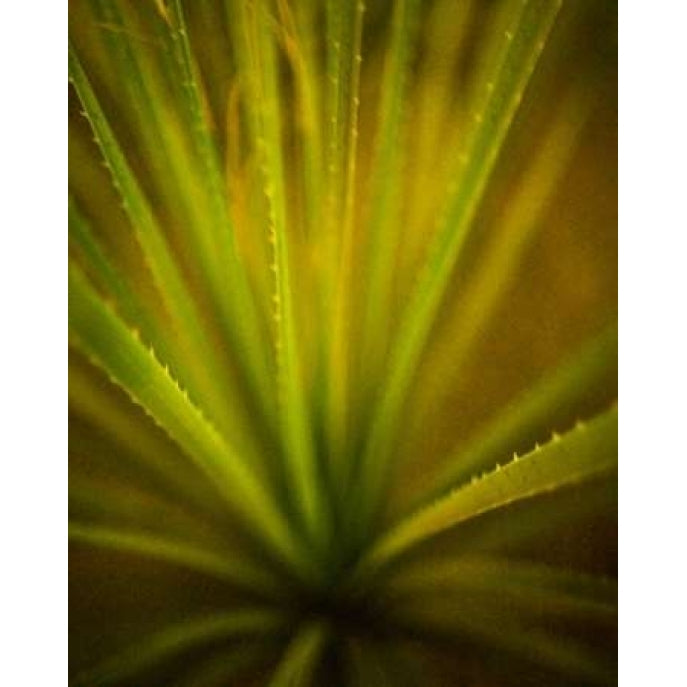 California Monocot Poster Print by Todd France-VARPDXF476D Image 1