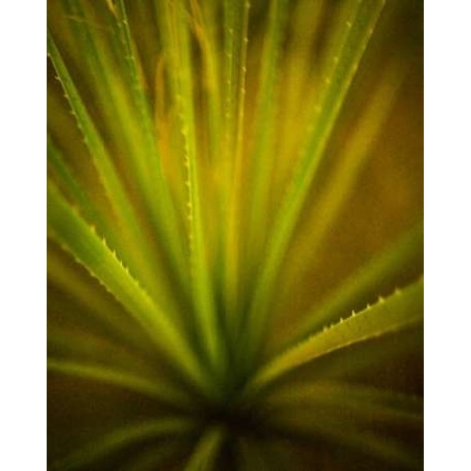 California Monocot Poster Print by Todd France-VARPDXF476D Image 2