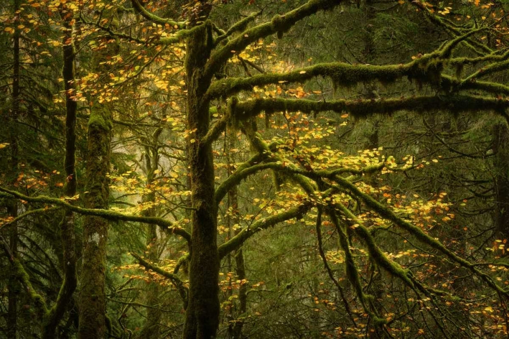 Golden Drops Poster Print by Enrico Fossati-VARPDXF648D Image 1