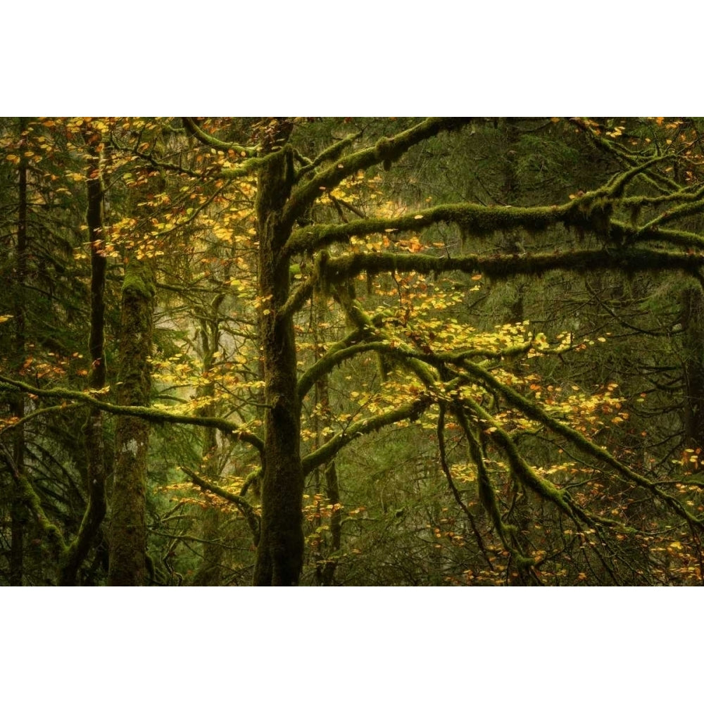 Golden Drops Poster Print by Enrico Fossati-VARPDXF648D Image 2