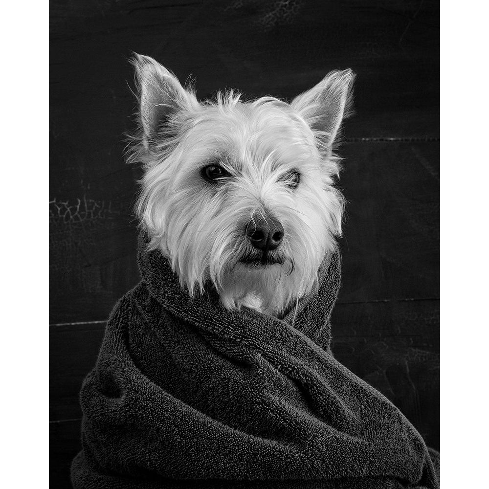 Portrait of a Westy Dog Poster Print by Edward M. Fielding-VARPDXF708D Image 1