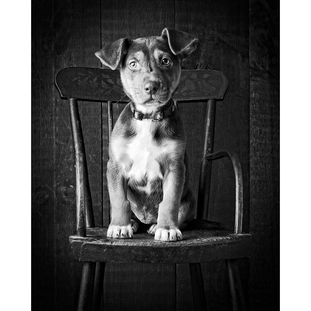 Mutt Black and White Poster Print by Edward M. Fielding-VARPDXF706D Image 1