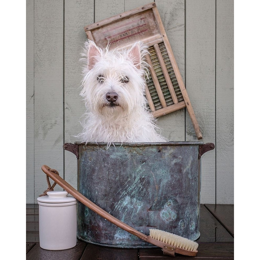 Washing the Dog Poster Print by Edward M. Fielding-VARPDXF716D Image 1