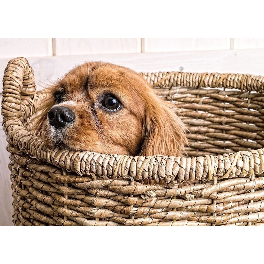 Puppy in a Laundry Basket Poster Print by Edward M. Fielding-VARPDXF761D Image 1