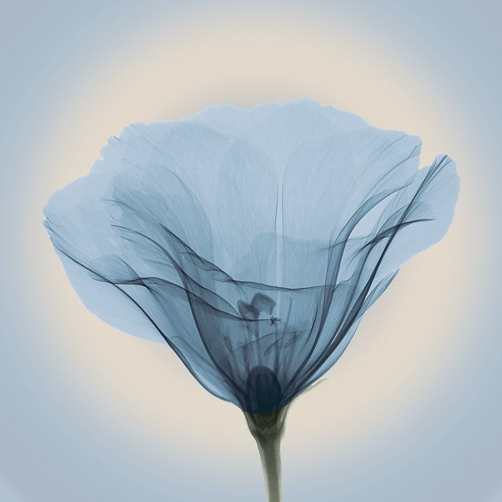 Poppy in Lace Blue Poster Print by Anonymous Anonymous-VARPDXFAF1296 Image 1