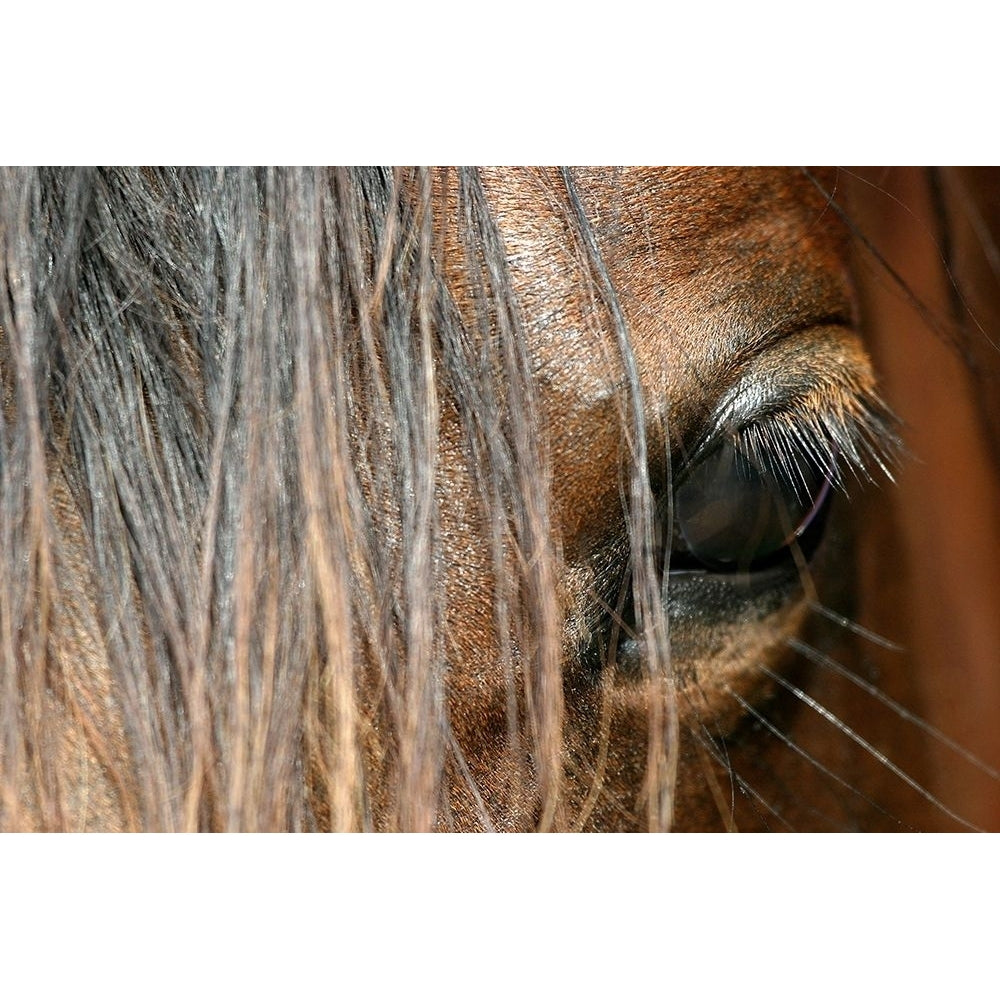 Beautiful close-up of a Horse Poster Print by Melissa Schalke-VARPDXFAF1327 Image 1