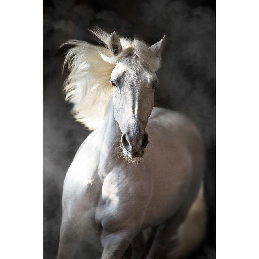 White Andalusian Poster Print by S. Golubenko-VARPDXFAF1326 Image 1