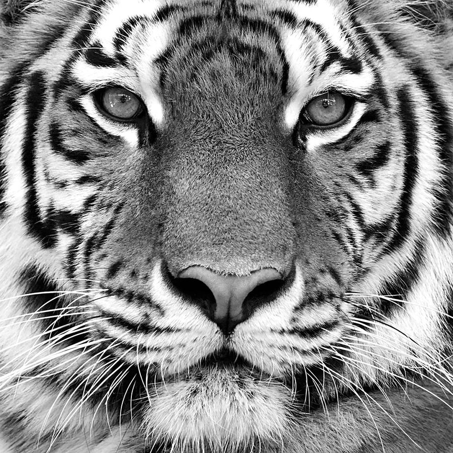 Tiger Portrait Poster Print by Oleg Kozlov-VARPDXFAF1358 Image 1