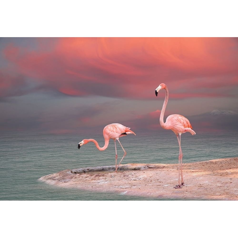 Pink Flamingos Poster Print by Vladmir Sazonov-VARPDXFAF1389 Image 1