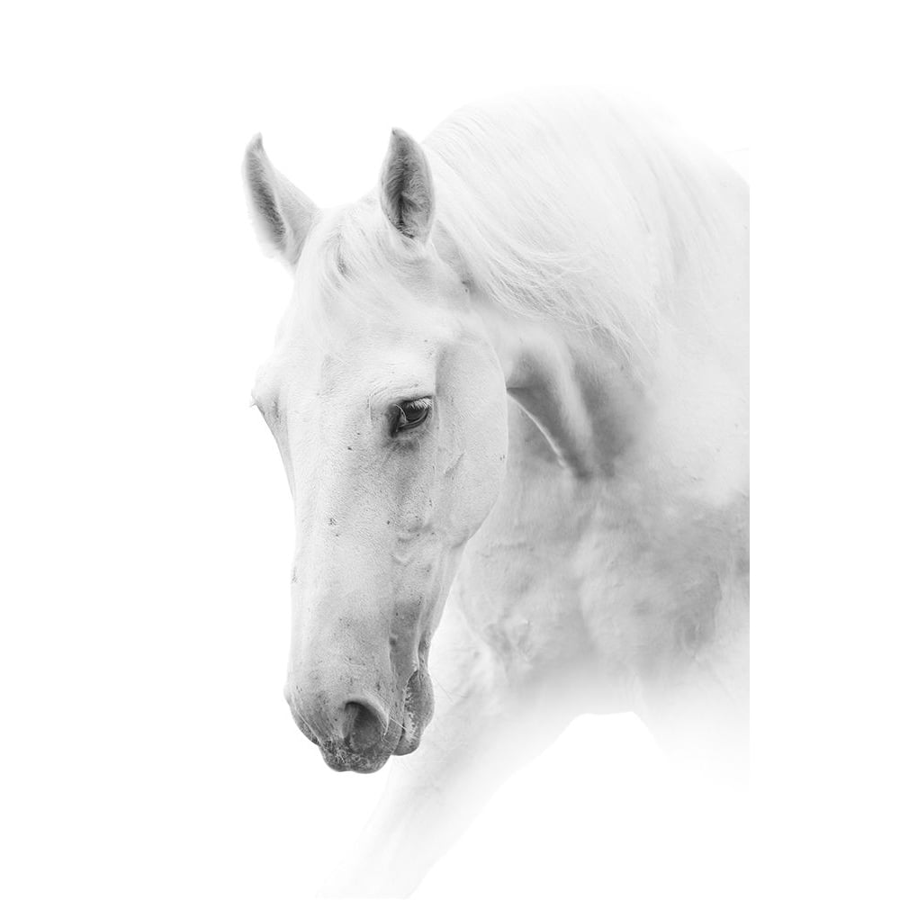 White Horse on White Poster Print by Marina Itina-VARPDXFAF1380 Image 1