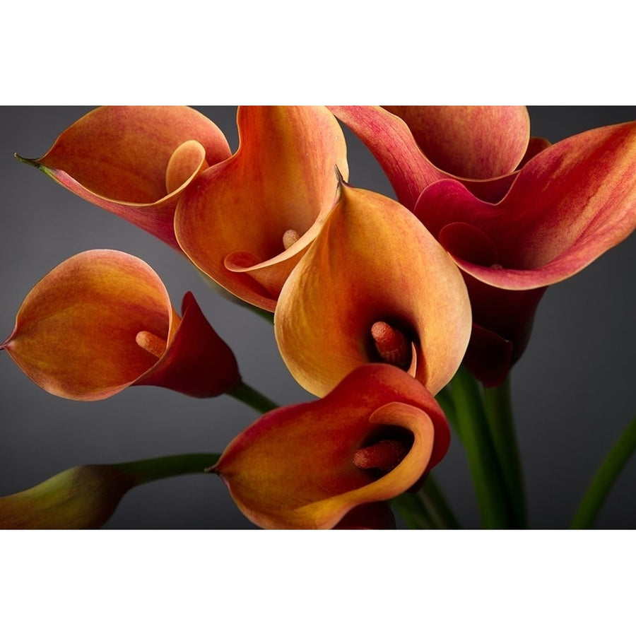 Orange Calla Lilies Poster Print by Anonymous Anonymous-VARPDXFAF1461 Image 1