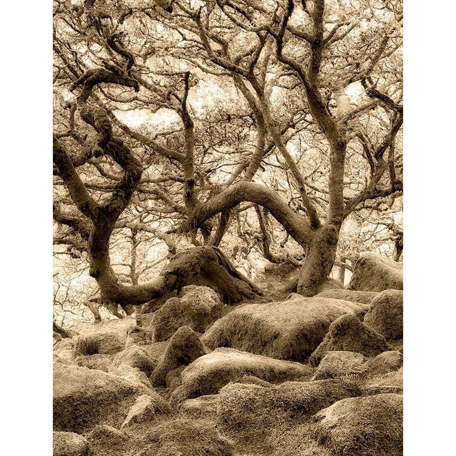 Moss covered oak trees in Wistmans Wood Devon County Dartmoor National Park England Poster Print by Dennis Image 1