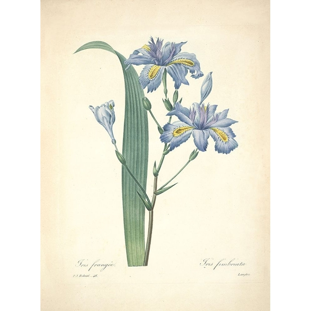 Iris Frangee Poster Print by P. J. Redoute-VARPDXFAF1629 Image 1