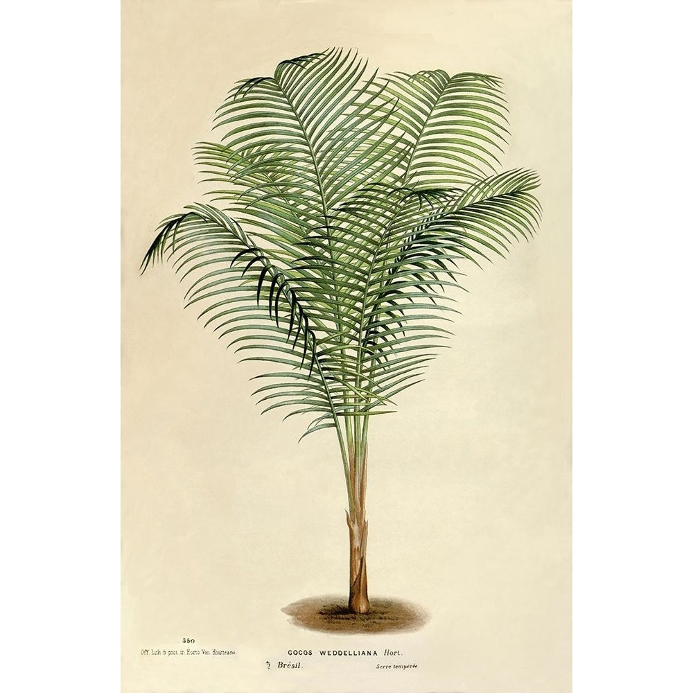 Cocos Weddeliana Poster Print by Van Houtteano. Horto Van Houtteano. Horto-VARPDXFAF1643 Image 1