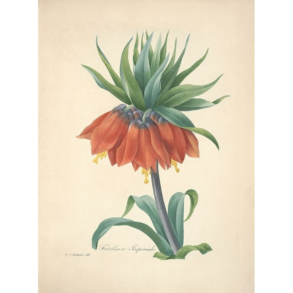 Fritillaire Imperiale Poster Print by P. J. Redoute-VARPDXFAF1628 Image 1