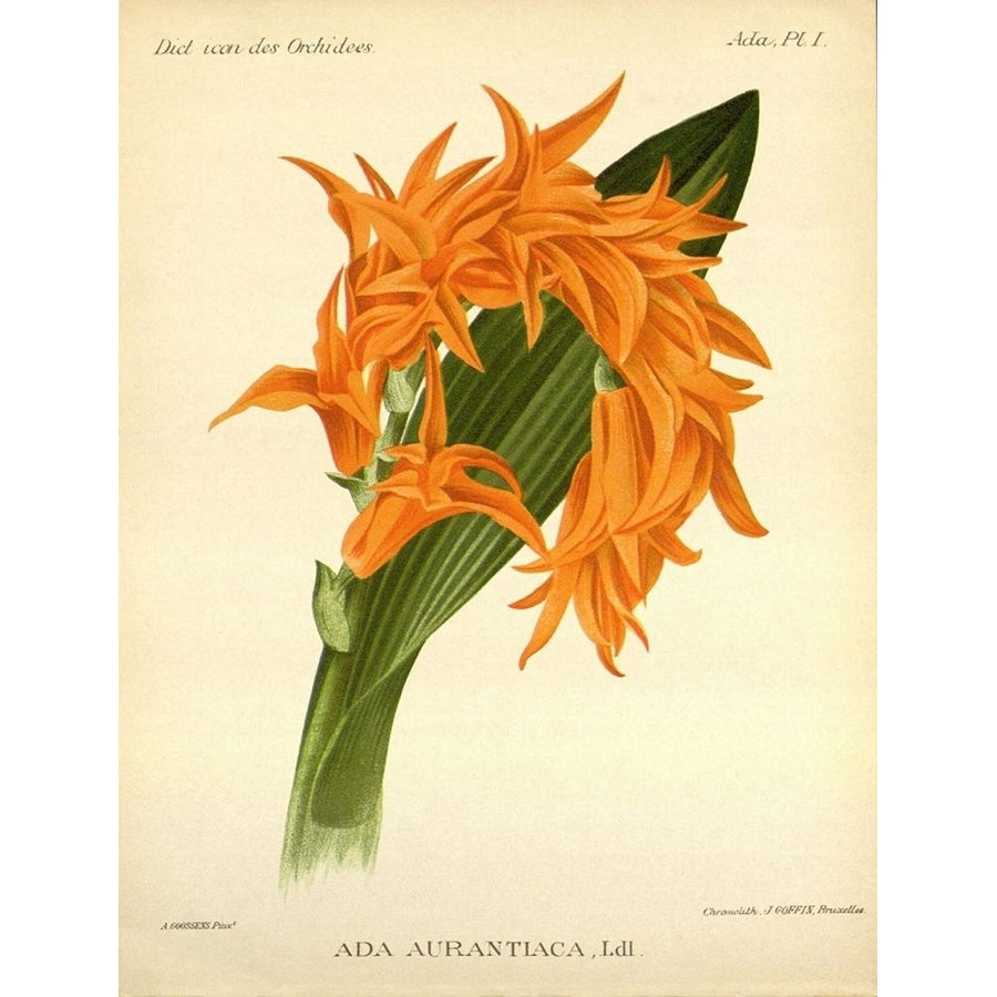 Orchid Ada Aurantiaca Poster Print by A. Goossens-VARPDXFAF1635 Image 1