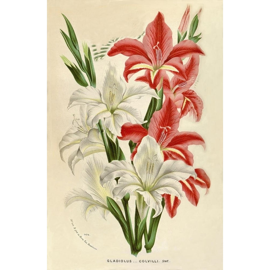 Gladiolus Poster Print by Van Houtteano. Horto Van Houtteano. Horto-VARPDXFAF1644 Image 1