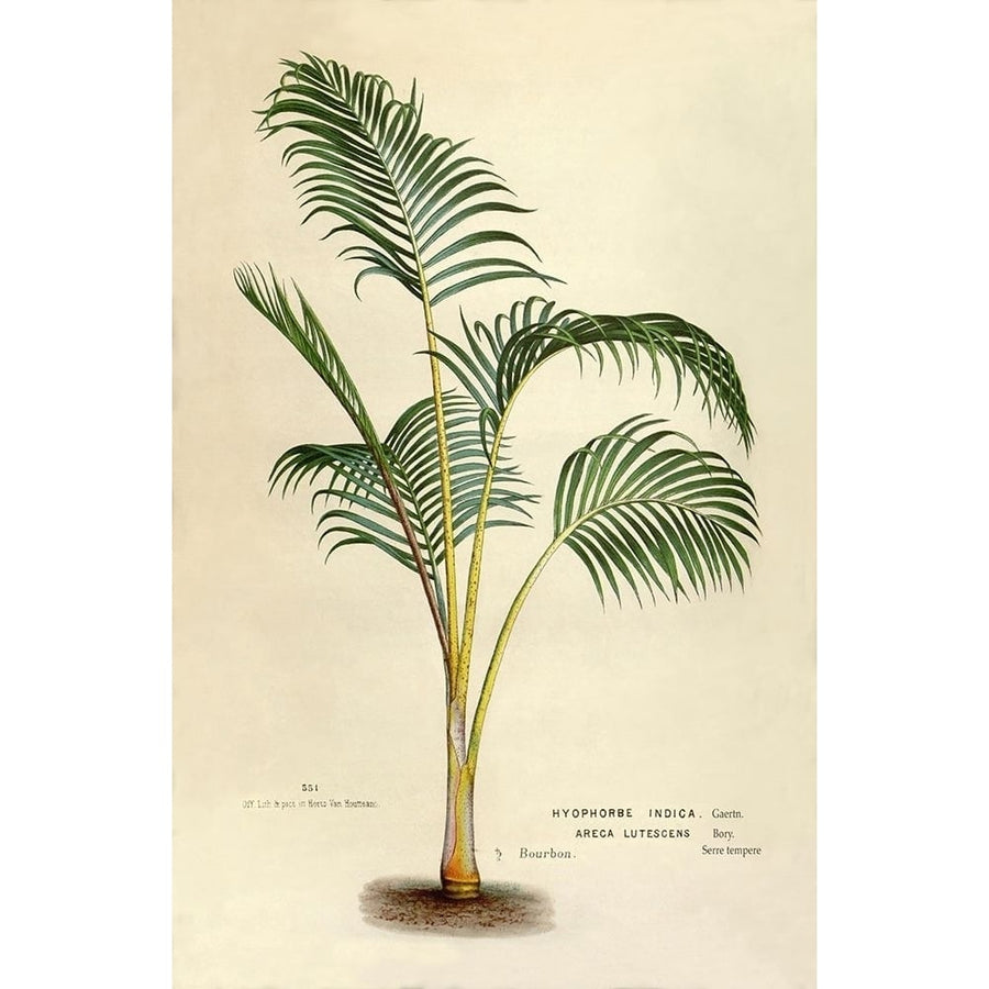 Hyophorbe Indica Poster Print by Van Houtteano. Horto Van Houtteano. Horto-VARPDXFAF1642 Image 1