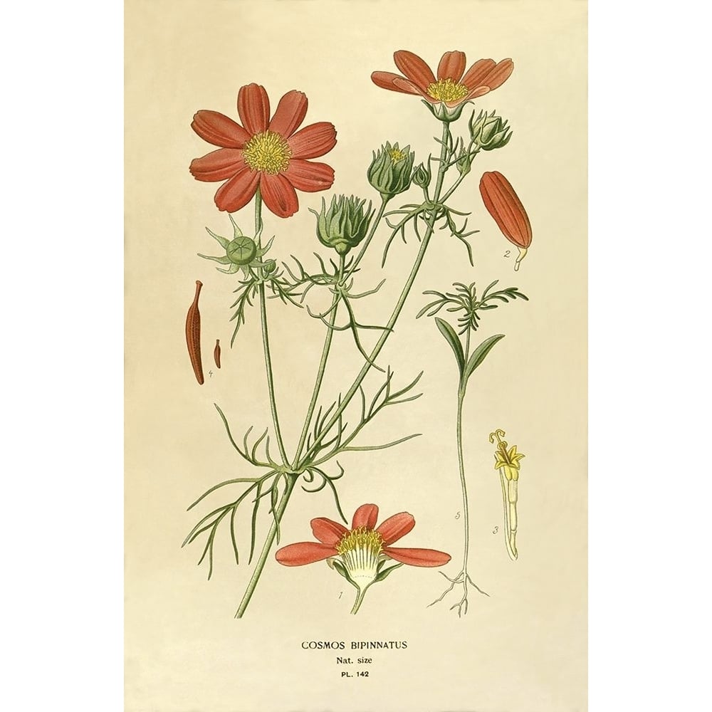 Cosmos Bipinnatus Poster Print by Anonymous Anonymous-VARPDXFAF1645 Image 1