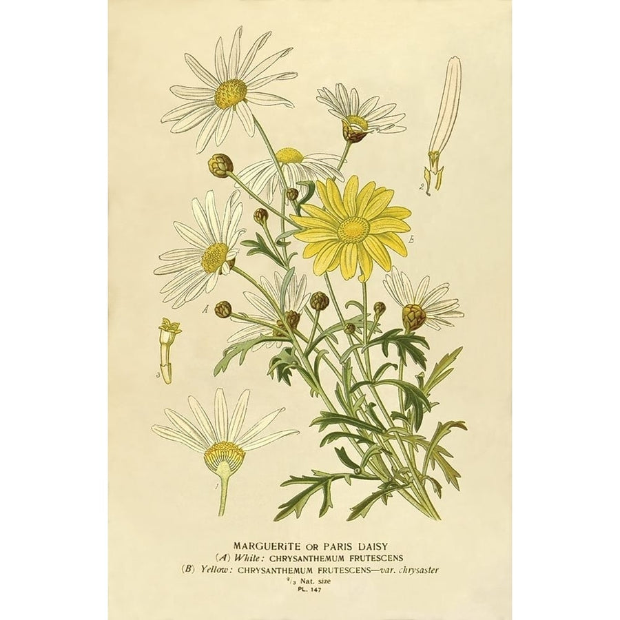 Paris Daisy Marguerite Poster Print by Anonymous Anonymous-VARPDXFAF1646 Image 1