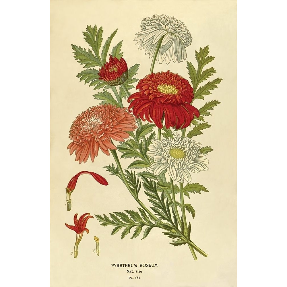 Pyrethrum Roseum Poster Print by Anonymous Anonymous-VARPDXFAF1648 Image 1