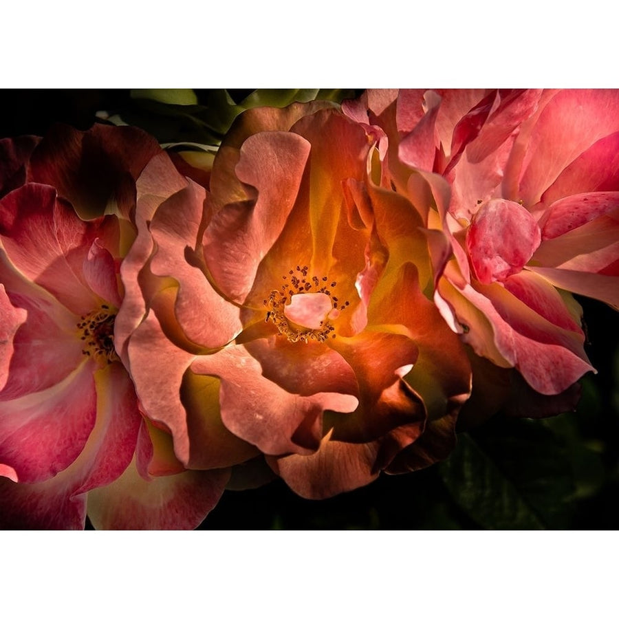 Roses Poster Print by Brian Carson-VARPDXFAF1668 Image 1